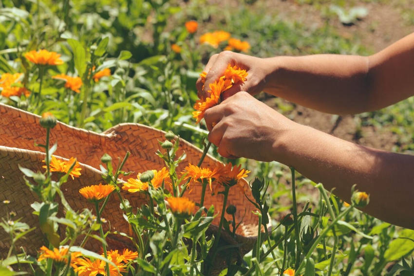 Harvest Calendula